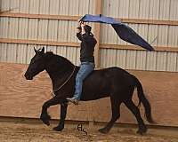 husband-safe-friesian-horse