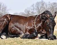 parade-friesian-horse