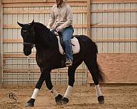 performance-friesian-horse