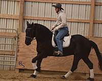 ranch-work-friesian-horse
