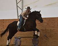 ridden-english-friesian-horse