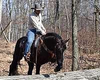 show-friesian-horse