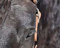 trail-friesian-horse