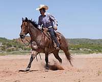 athletic-quarter-horse
