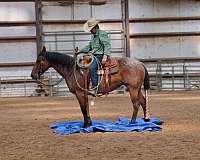 calf-roping-quarter-horse