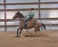 flashy-quarter-horse