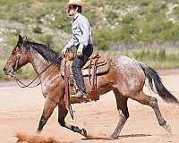 husband-safe-quarter-horse