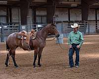 performance-quarter-horse