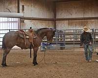 ranch-versatility-quarter-horse