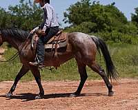 ranch-work-quarter-horse