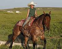 rodeo-quarter-horse
