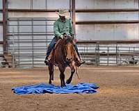 roping-quarter-horse