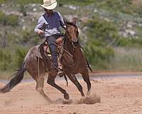 show-quarter-horse