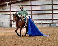 trail-quarter-horse