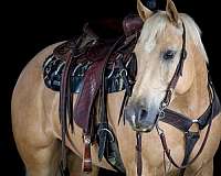 breeding-quarter-horse
