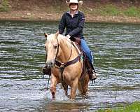 athletic-quarter-horse