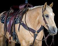 flashy-quarter-horse
