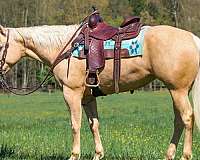 husband-safe-quarter-horse