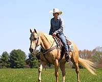 performance-quarter-horse