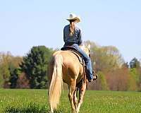 ranch-quarter-horse