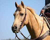ranch-versatility-quarter-horse