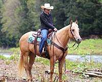 ranch-work-quarter-horse