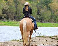 ridden-english-quarter-horse