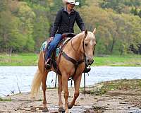 ridden-western-quarter-horse