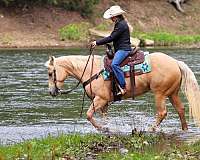 show-quarter-horse