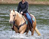 trail-riding-quarter-horse