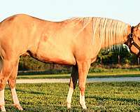 athletic-quarter-horse