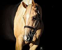 husband-safe-quarter-horse