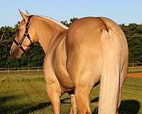 ranch-versatility-quarter-horse