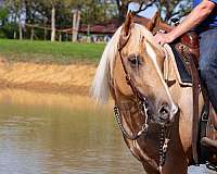 reining-quarter-horse