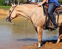 ranch-work-quarter-horse