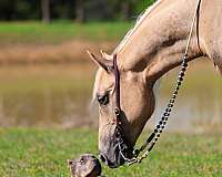 show-quarter-horse