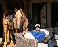 trail-quarter-horse