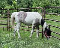 gypsy-vanner-horse-for-sale