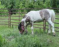 gypsy-vanner-filly