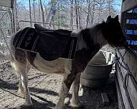 gypsy-vanner-horse