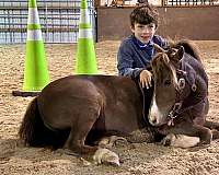 liver-chestnut-miniature-pony