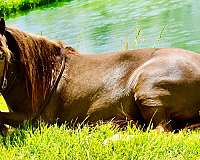 liver-chestnut-therapy-pony