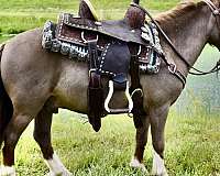 liver-chestnut-amhr-gelding