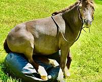 liver-chestnut-trained-pony