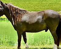liver-chestnut-trick-pony