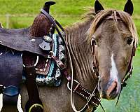 8-hand-liver-chestnut-pony