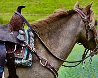liver-chestnut-amhr-pony