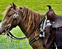 miniature-pony