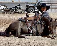 miniature-pony