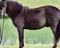 kid-safe-pony-miniature